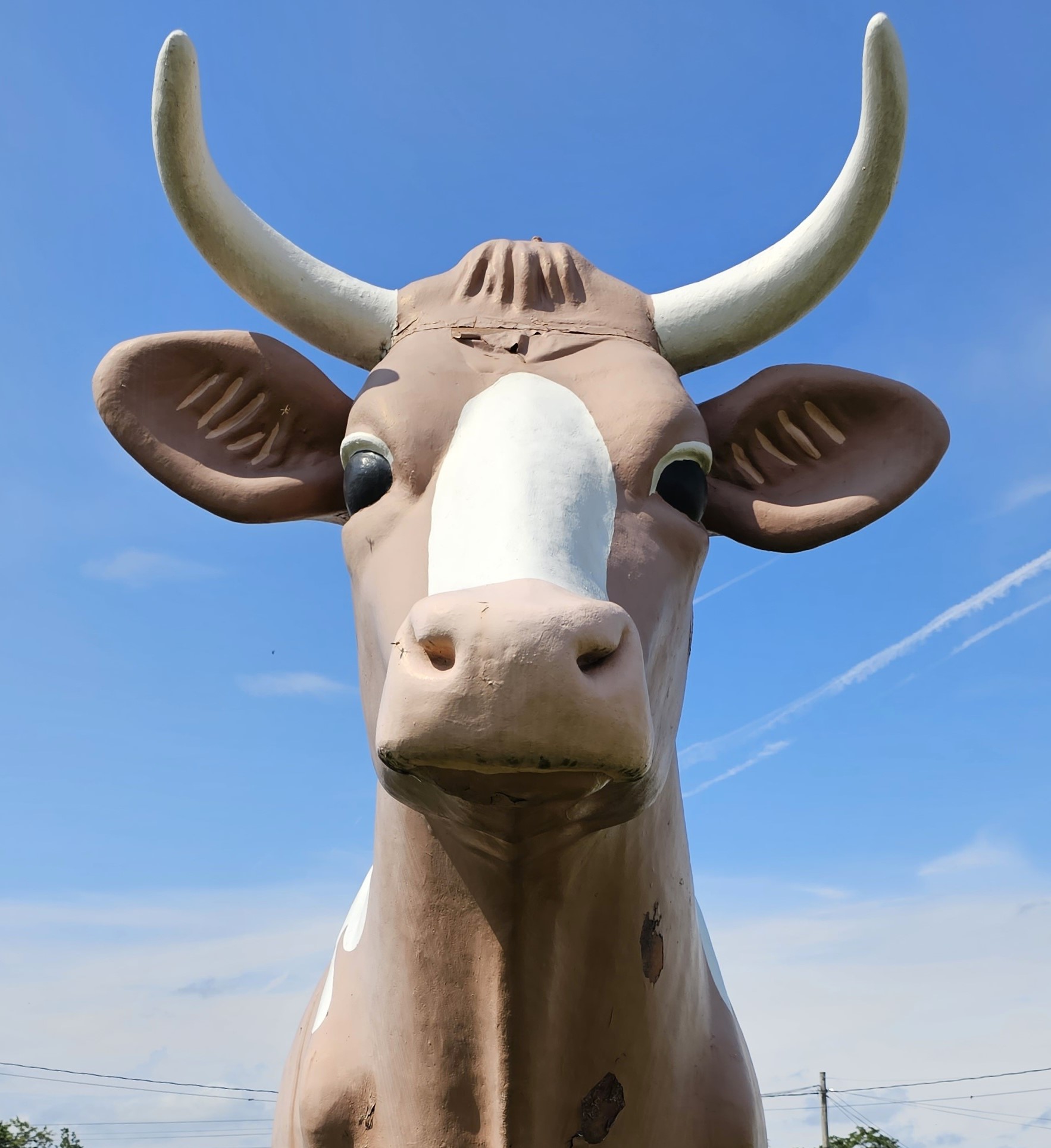 Meet “Three-O-Nina”, the Big Cow of Wilkes-Barre – ChessieWriter